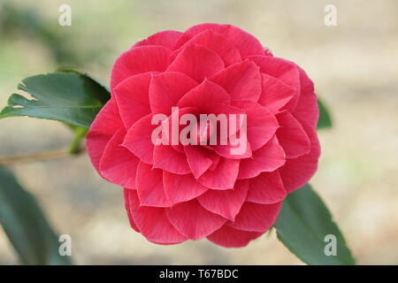 Camellia japonica 'Joseph Pfingstl'. Halb gefüllte Blüten von Camellia Josef Pfingstl im Frühjahr, Großbritannien Stockfoto
