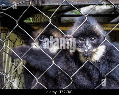 Paar Junge aber über 1 Jahr alt südlichen Weiß ist männlichen Gibbon Affen oder Affen Nomascus siki, direkt von der Kamera Stockfoto