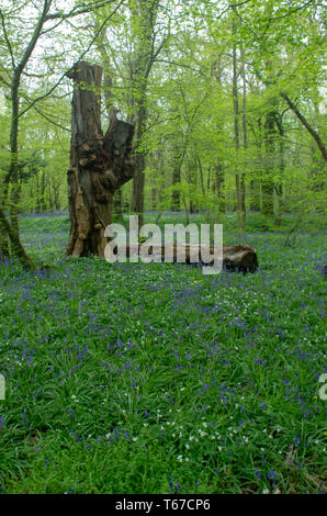 Eine knorrige Eiche alt Stumpf steht über einen Teppich von bluebells Stockfoto