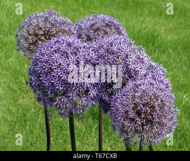 Riesige allium oder riesigen Zwiebel, Allium giganteum Stockfoto