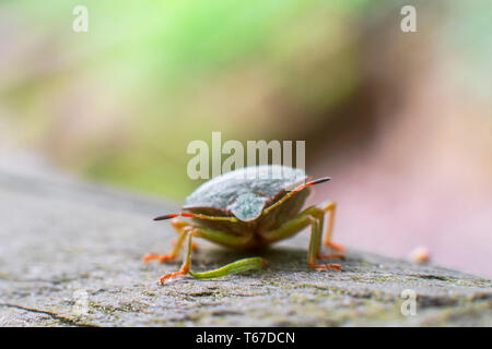 Makroaufnahme der südlichen Green shield Bug (Nezara viridula). Nahaufnahme eines Tentakel Stockfoto