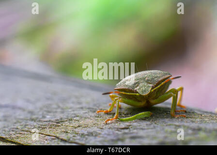 Makroaufnahme der südlichen Green shield Bug (Nezara viridula) Stockfoto