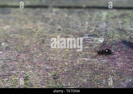 Natur Hintergrund aus Holz und unscharfen Schwarzen Garten Ant, Lasius Niger bewegen Stockfoto