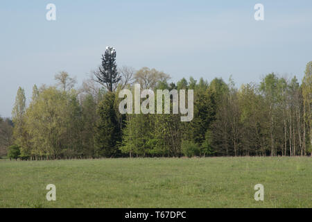 Verschleierte mobile phone mast Buckinghamshire Stockfoto