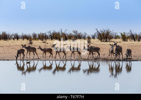 Herde Kudus trinken aus wasserloch Stockfoto