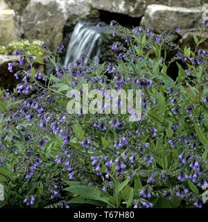 Gattung Beinwell, Symphytum officinale Symphytum oder Stockfoto