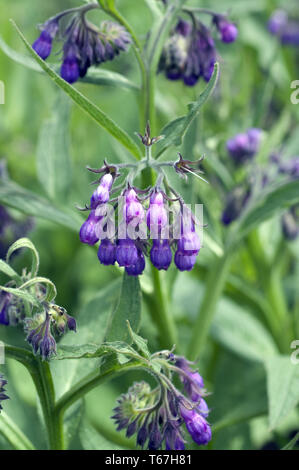 Gattung Beinwell, Symphytum officinale Symphytum oder Stockfoto