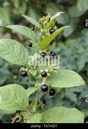 Belladonna, banewort, dwale, Tollkirsche, Tod Kirschen, Beeren Devil Stockfoto