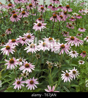 Coneflower (Rudbeckien, Ratibida, Echinacea) Stockfoto