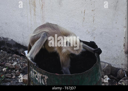 Affe auf der Suche nach Futter in einem Mülleimer (Indien). Dieser Affe wird als langur (d. h. grau Langur, heilige Langur, semnopithecus Entellus) Stockfoto