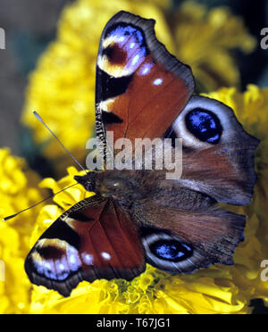 Europäische Pfau, Inachis io Stockfoto