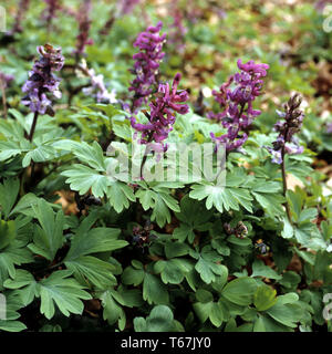 Corydalis Stockfoto