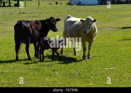 Zwei Kühe und ein Kalb in einem Feld. Stockfoto