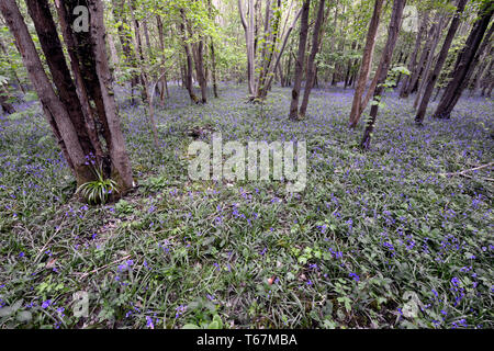 Bluebells Teppich den Waldboden der alten Wälder an Waresley Holz, große Gransden, Cambridgeshire, England Stockfoto