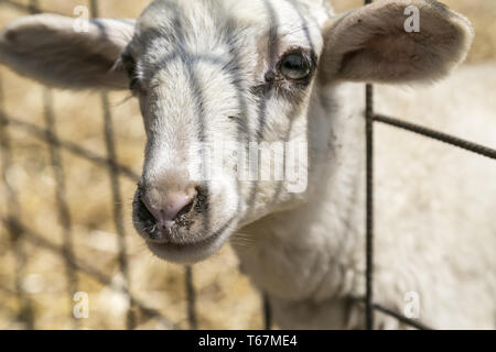 niedliche Lamm Blick durch einen Metallzaun Stockfoto