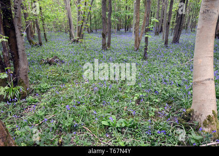 Bluebells Teppich den Waldboden der alten Wälder an Waresley Holz, große Gransden, Cambridgeshire, England Stockfoto