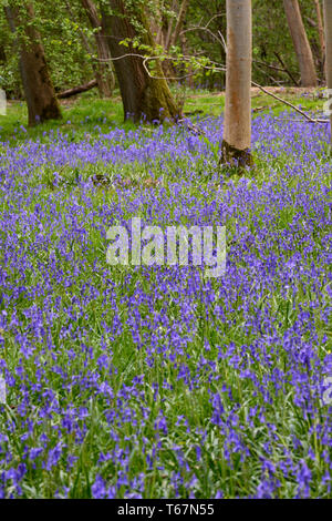 Bluebells Teppich den Waldboden der alten Wälder an Waresley Holz, große Gransden, Cambridgeshire, England Stockfoto