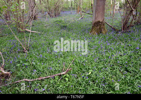 Bluebells Teppich den Waldboden der alten Wälder an Waresley Holz, große Gransden, Cambridgeshire, England Stockfoto