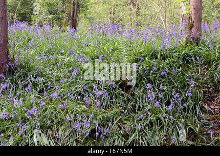 Bluebells Teppich den Waldboden der alten Wälder an Waresley Holz, große Gransden, Cambridgeshire, England Stockfoto