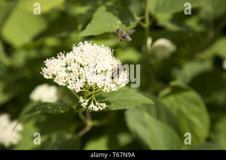 Nahaufnahme der eine weiße Blume mit zwei Bienen Stockfoto