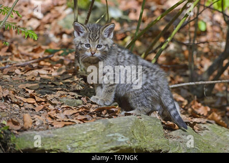 Europäische Wildkatze, Felis silvestris, Süd Deutschland Stockfoto