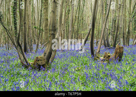 Native English Glockenblumen wächst in einer gemischten Bluebell Holz mit Coppiced Bäume im Frühling. West Stoke, Chichester, West Sussex, England, Großbritannien, Großbritannien Stockfoto