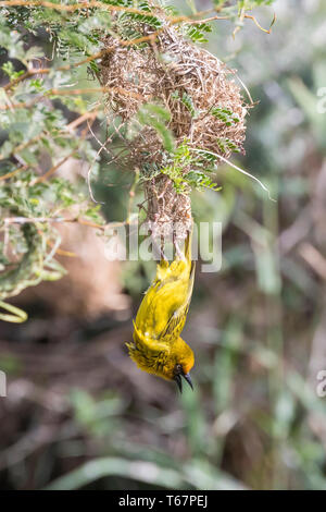 Männliche Cape Weaver (Ploceus capensis) in Gelb Zucht Gefieder hängen von unten Nest in Akazie, Leidam, Montagu, Western Cape, Südafrika Stockfoto