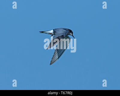 Schwarz tern in der Zucht Gefieder im Flug Stockfoto