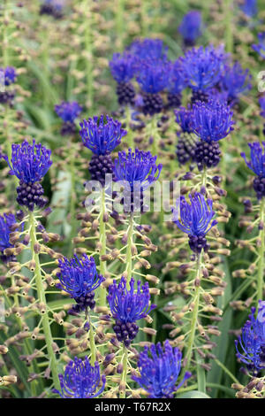 Traubenhyazinthen [Muscari] Stockfoto