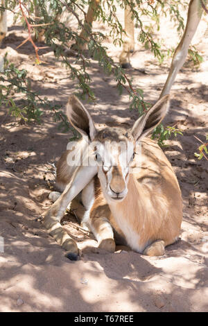 Springbock oder Springbock (Antidorcas marsupialis) eine kleine Südafrikanische Antilope, Kgalagadi Transfrontier Park, Kalahari, Northern Cape Stockfoto