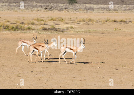 Springbock oder Springbock (Antidorcas marsupialis) eine kleine Südafrikanische Antilope, Kgalagadi Transfrontier Park, Kalahari, Northern Cape Stockfoto