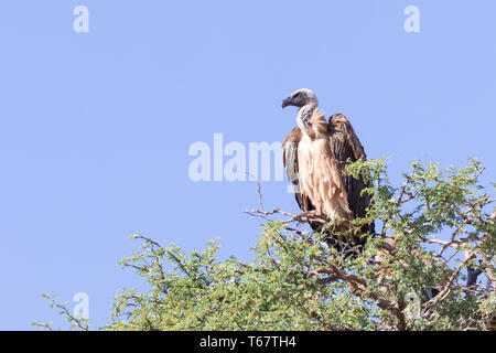 Afrikanische Weiß-backed Vulture Tylose in Africanus) Kgalagadi Transfrontier Park, Kalahari, Northern Cape, Südafrika thront. Kritisch bedrohte, IUCN Stockfoto