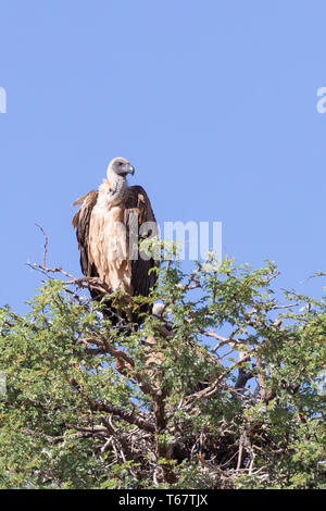 Afrikanische Weiß-backed Vulture Tylose in Africanus) Kgalagadi Transfrontier Park, Kalahari, Northern Cape, Südafrika thront. Kritisch bedrohte, IUCN Stockfoto