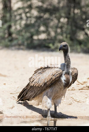 Afrikanische Weiß-backed Vulture (Tylose in Africanus) Wasserloch Kgalagadi Transfrontier Park, Kalahari, Northern Cape, Südafrika. Kritisch bedrohte I.E. Stockfoto