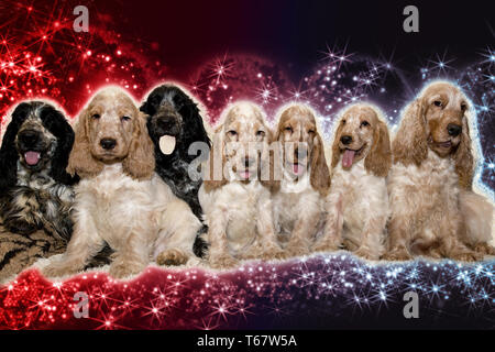 Portrait von English Cocker Spaniel in abstrakten Hintergrund Stockfoto