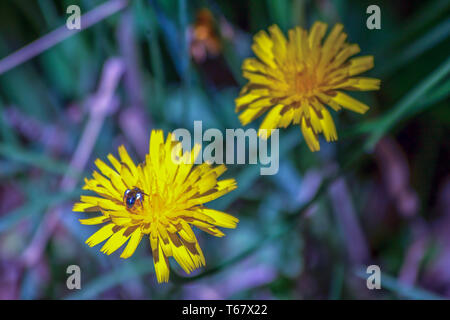 Nahaufnahmen einer Kuckucksuhr wasp Fütterung auf ein Löwenzahn Blume am zentralen Berge der kolumbianischen Anden. Stockfoto