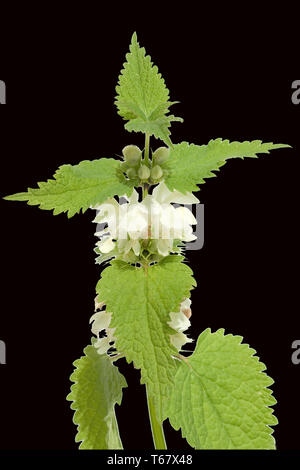 Dead-Nettle, Gattung Lamium, Deutschland Stockfoto