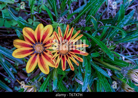 Nahaufnahmen von zwei gelbe und rote gazania Blumen. In einem Garten in den Anden von zentralen Kolumbien erfasst. Stockfoto