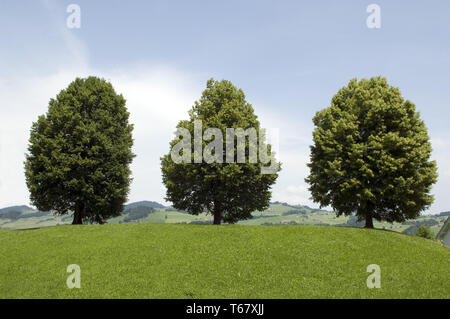 Linde, Gattung Tilia Stockfoto