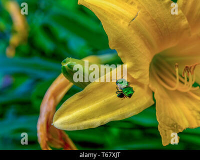 Makro Fotografie eines grünen Orchid bee schweben in der Nähe von einem gelben Daylily. In den Anden im Süden von Kolumbien erfasst. Stockfoto