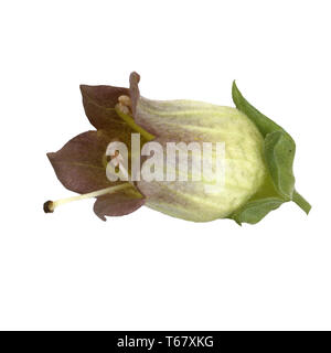 Belladonna, banewort, dwale, Tollkirsche, Tod Kirschen, Beeren Devil Stockfoto