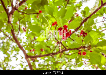 Kirschen auf dem Zweig Kirsche Frucht Baum im Obstgarten für die Kommissionierung. Ansicht der reife Kirsche auf Zweig, im Sommer im Garten. Verschwommene grüne Blätter backgrou Stockfoto