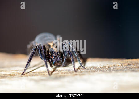 Makrofotografie eines großen schwarzen wolf spider gehen auf einem Holz Plank. In einer Schreinerei in den Anden von zentralen Kolumbien erfasst. Stockfoto