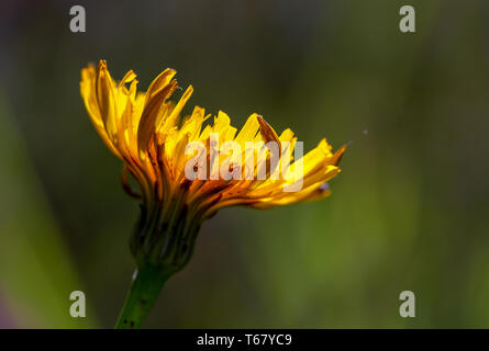 Makrofotografie eines Löwenzahn Blume aus seitlicher Sicht, von der Morgensonne beleuchtet. Stockfoto