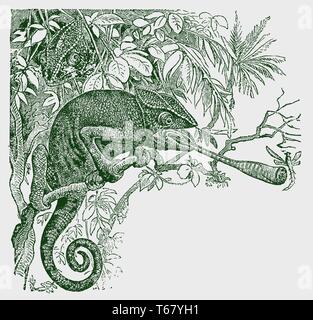 Mediterrane Chameleon (Chamaeleo chamaeleon) sitzt auf einem Baum und fängt ein Insekt mit seiner langen Zunge. Abbildung: nach einer 19 c Gravur Stock Vektor
