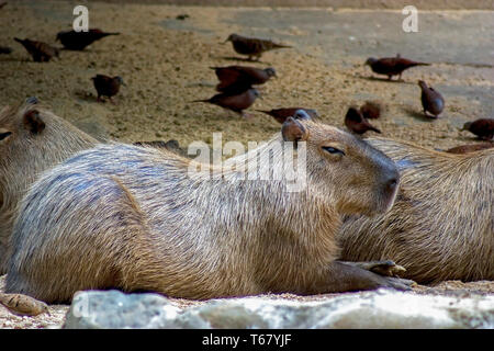 Ein capybara auf dem Boden liegend mit einigen Tauben herum. In den Anden im Süden von Kolumbien erfasst. Stockfoto