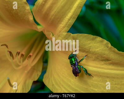 Makrofotografie eines sehr seltenen grünen Biene auf einer Orchidee gelb daylily Blütenblatt. In den Anden im Süden von Kolumbien erfasst. Stockfoto