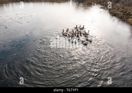 Gänse in Wasser, Schwimmen im Fluss, sonnigen Tag Stockfoto