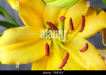 Stempel und Staubgefäße in gelbe Lilie Blume. Teil der Blüte gelbe Lilie Blume auf weißem Hintergrund Stockfoto