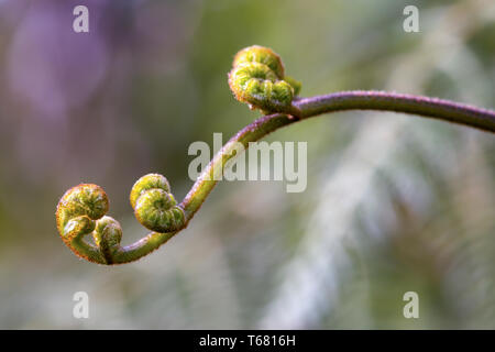 Makrofotografie von abrollen Wedel einer gemeinsamen Bracken fern, mit Spuren von Tau. In den Anden von zentralen Kolumbien erfasst. Stockfoto